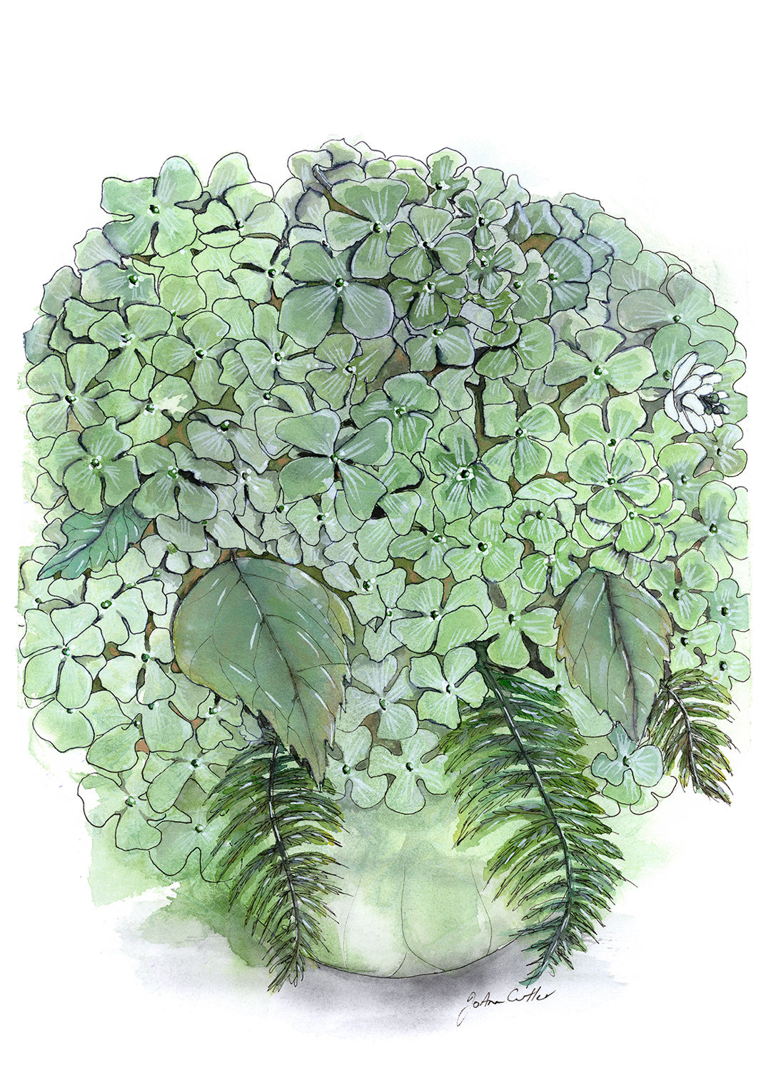 Green Hydrangeas in Glass Vase
