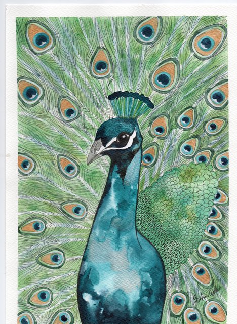 Peacock